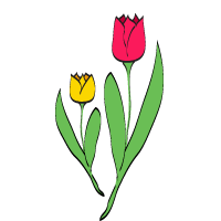 sezione tulipani